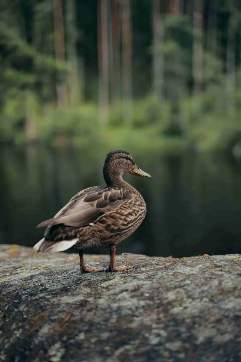 Eine Ente im Basecamp.